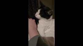 Cat Bleps As Owner Scritches