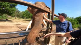 friendly wild elephant with tourist in sri lanka. they can touch them