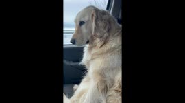 Golden Retriever still remembers 'lullaby' her human mum sang to her when she was adopted