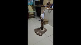 Yuri love watching tv. And climbed on the cat tower to watch it.