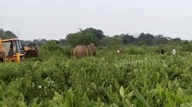 Excavator chases away elephant from tea estate in northeastern India