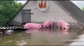 Ukraine dam breach: Emergency services continue to rescue stranded animals from floodwater
