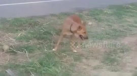 Real-life Hachiko dog waits two months for owner to return