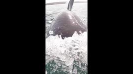 TERRIFYING IMAGES and video of four Great White sharks lunging at a boat have been captured by a British videographer.