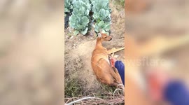 Kind worker frees hungry deer tangled in net on cabbage farm in South Korea