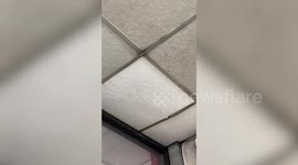 Shopkeeper and customers rescue cat stuck in ceiling