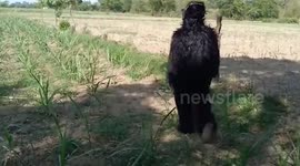 Indian farmers pay men to dress as BEARS to scare away monkeys