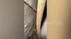 Three abandoned ginger kittens found cowering behind resident’s washing machine