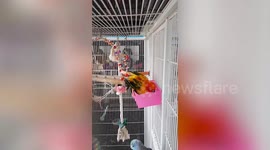 Hot pet parrot soaks in tub with drinking water to cool off