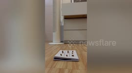 Clever puppy beats owner in game of tic-tac-toe