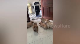 Adorable pet Pug dogs gather in front of air cooler to keep cool during hot day