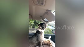 Vain pet French bulldog stares at her teeth in mirror