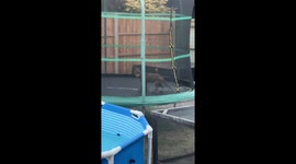 Fox Pair Play on Garden Trampoline