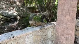 Massive iguana shows off how it uses its tail for self-defence