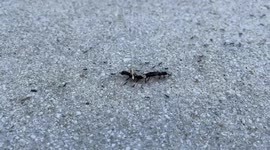 Amazing video of ants, caring dead, dried up worm, making it look like a centipede