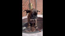 Marilyn Mon-Beau Stands On The Vent