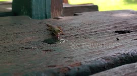 Close-Up of Gecko Drinking Water
