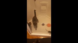 Useless Cat Ignores Rodent