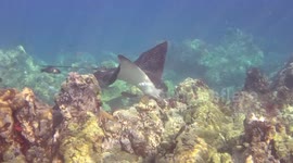 Spotted Eagle Ray Eats an Urchin