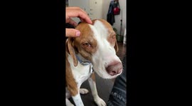 Dog Soulfully Sings Along With Musicians