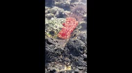 Nudibranch In A Tidepool