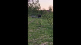 Dog Tries to Play With Moose