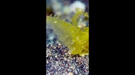 Nudibranch Snacks On The Ground