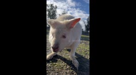 Little White Wallaby in Tasmania