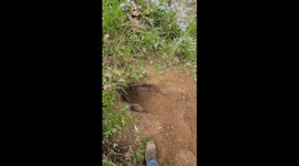Pet Coyote Denies Friendship During Den Digging