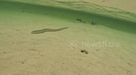 Hairtail Blenny Swims Above Sandy Floor