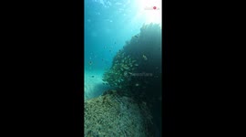 Woman gives her best mermaid impression during breathtaking freediving adventure