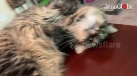 Tickle session with cat takes an un-purr-dictable turn after she tumbles off table