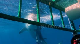 THRILLING footage of a Brit photographer’s narrow escape from a shark that appeared to want to face off with him have been captured.