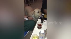 Pet Labrador Retriever dog proudly walks around with frog in mouth before gifting it to her owner