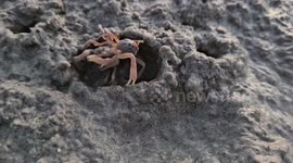 Pair of crabs fight after emerging out of hole at beach