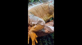 Keeper helps the calm and serene Iguana shed skin off of its spikes