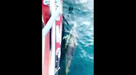 Porpoise enjoy the UK sun, swimming next to yacht off North West Scotland in the sea of the Hebrides