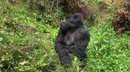 Silverback gorilla, enjoy a lunch break and walk past explorers in Uganda