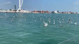 Seagulls enjoying a dip in the sea at Portsmouth harbour in UK sun