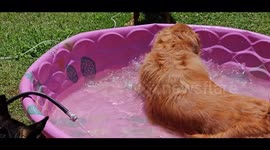 My Golden Retriever Dogs and Siberian Husky Stay Cool By Swimming In Their Pool This Summer
