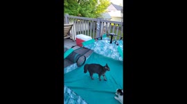 The Zoomies Tube