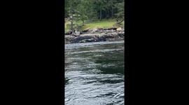Orcas Off Vancouver Island