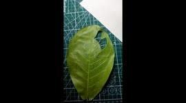 Artistic dedication: from leaf art to crowned victory