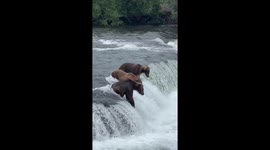 Bears Catching Their Lunch
