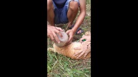 Orange Cat's Head Rescued From Plastic Jar
