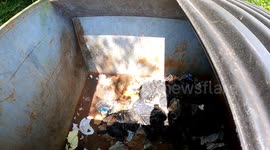 Helping A Raccoon Out