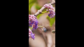 Blue Banded Bees Pollinate Indian Ironwood