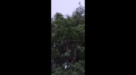 Owl Swoops Straight to Camera