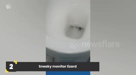 Animals Found in Toilets
