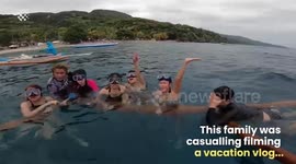 Incredible footage of Whale Sharks in the Ocean